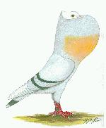 (Bild Schweizer Kröpfer.jpg, 61 KB)